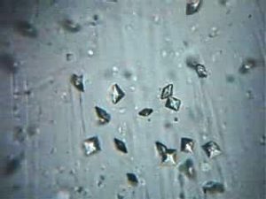 oxalate crystal